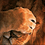 lion123